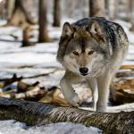 늑대가 숲에 사는 방법.  늑대의 번식.  시베리아 목재늑대