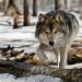 늑대가 숲에 사는 방법.  늑대의 번식.  시베리아 목재늑대