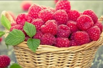 Raspberry interesting facts for children