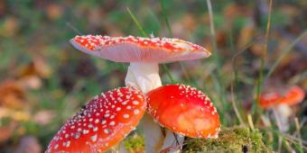 Medicinal properties of fly agaric and contraindications