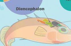 The structure of the brain of bony fish How many departments are distinguished in the brain of a fish
