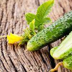 What varieties of cucumbers are best planted in open ground for pickling