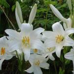 Lily regale Menumbuhkan bunga bakung kerajaan