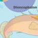 경골어류의 뇌 구조 어류의 뇌에는 몇 개의 부서가 구분되어 있는가